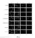 Fig. 49 - Targeted RNA knockdown and knockout by type III-A Csm complexes