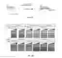 Fig. 53 - Targeted RNA knockdown and knockout by type III-A Csm complexes