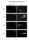 Fig. 63 - Targeted RNA knockdown and knockout by type III-A Csm complexes