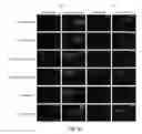 Fig. 67 - Targeted RNA knockdown and knockout by type III-A Csm complexes