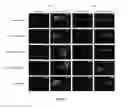 Fig. 68 - Targeted RNA knockdown and knockout by type III-A Csm complexes