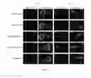 Fig. 69 - Targeted RNA knockdown and knockout by type III-A Csm complexes