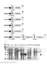 Fig. 03 - Method of preparing cinnamaldehyde