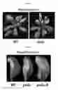 Fig. 02 - Method for producing lysophosphatidylethanolamine 18:1 from microorganism of sp