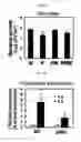 Fig. 08 - Method for producing lysophosphatidylethanolamine 18:1 from microorganism of sp