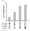 Fig. 03 - L-ornithine production in eukaryotic cells