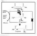 Fig. 18 - L-ornithine production in eukaryotic cells