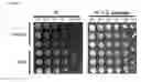 Fig. 23 - L-ornithine production in eukaryotic cells