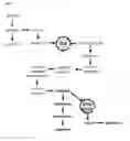Fig. 25 - L-ornithine production in eukaryotic cells