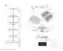 Fig. 01 - Analysis and screening of cell secretion profiles