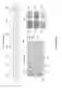 Fig. 14 - Analysis and screening of cell secretion profiles