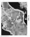 Fig. 09 - Free graphite containing powders