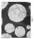 Fig. 10 - Free graphite containing powders