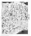 Fig. 12 - Free graphite containing powders
