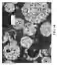 Fig. 17 - Free graphite containing powders