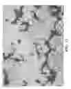 Fig. 24 - Free graphite containing powders