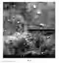 Fig. 22 - METAL DEPOSITS, COMPOSITIONS, AND METHODS FOR MAKING THE SAME