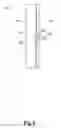 Fig. 07 - Continuously variable transmission and bicycle