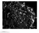Fig. 04 - Salt Coated With Nanoparticles