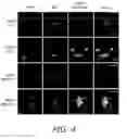 Fig. 07 - Alkynyl sugar analogs for labeling and visualization of glycoconjugates in cells