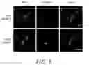 Fig. 08 - Alkynyl sugar analogs for labeling and visualization of glycoconjugates in cells