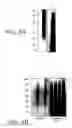 Fig. 09 - Alkynyl sugar analogs for labeling and visualization of glycoconjugates in cells