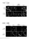 Fig. 13 - Alkynyl sugar analogs for labeling and visualization of glycoconjugates in cells