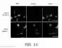 Fig. 14 - Alkynyl sugar analogs for labeling and visualization of glycoconjugates in cells