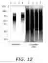 Fig. 15 - Alkynyl sugar analogs for labeling and visualization of glycoconjugates in cells
