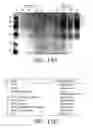 Fig. 16 - Alkynyl sugar analogs for labeling and visualization of glycoconjugates in cells