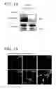 Fig. 17 - Alkynyl sugar analogs for labeling and visualization of glycoconjugates in cells