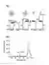 Fig. 02 - Capsule suitable for non-invasive simultaneous oxygen content and temperature sensing in a living object
