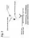 Fig. 03 - Peptides, devices, and methods for the detection of antibodies