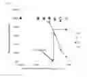 Fig. 03 - REAGENT AND METHOD FOR ASSAYING THROMBIN-ANTITHROMBIN COMPLEX