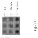 Fig. 08 - POLYPEPTIDE ARRAYS AND METHODS OF ATTACHING POLYPEPTIDES TO AN ARRAY