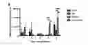 Fig. 01 - Methods for detecting and treating fungal infections
