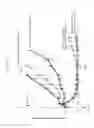 Fig. 18 - ANTIBODIES AND IMMUNOCONJUGATES AND USES THEREFOR