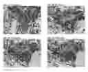 Fig. 07 - Multiples multiplex immunohistochemical assay using primary antibodies of the same host species