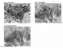 Fig. 08 - Multiples multiplex immunohistochemical assay using primary antibodies of the same host species