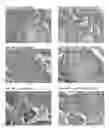 Fig. 20 - Multiples multiplex immunohistochemical assay using primary antibodies of the same host species