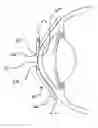 Fig. 01 - Tear shaping for refractive correction
