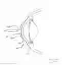 Fig. 07 - Tear shaping for refractive correction