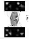 Fig. 07 - Compressive imaging using structured illumination