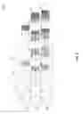 Fig. 09 - Flexible-page layout