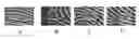 Fig. 01 - Biometric feature extraction using multiple image instantiations