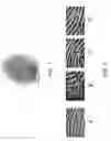 Fig. 02 - Biometric feature extraction using multiple image instantiations