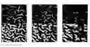 Fig. 01 - Automatic detection and identification of brain sulci in MRI