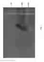 Fig. 06 - Method for manufacturing light emitting device