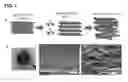 Fig. 16 - Two-dimensional, ordered, double transition metals carbides having a nominal unit cell composition M′M″X+1