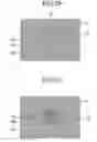 Fig. 16 - Laser diode and method of manufacturing laser diode